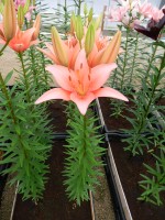 [4006 Bente s Favorite No01.JPG]